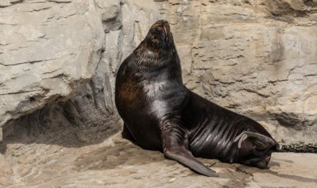 Soñar con sellos: 36 escenarios y significados