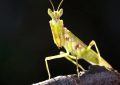 Soñar con una mantis : 38 escenarios y significados