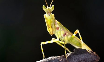 Soñar con una mantis : 38 escenarios y significados