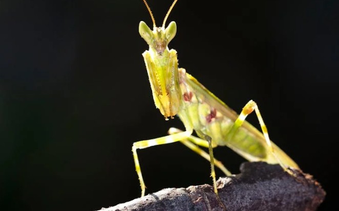 Soñar con una mantis : 38 escenarios y significados