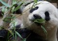 Soñar con pandas : 23 escenarios y significados