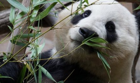 Soñar con pandas : 23 escenarios y significados