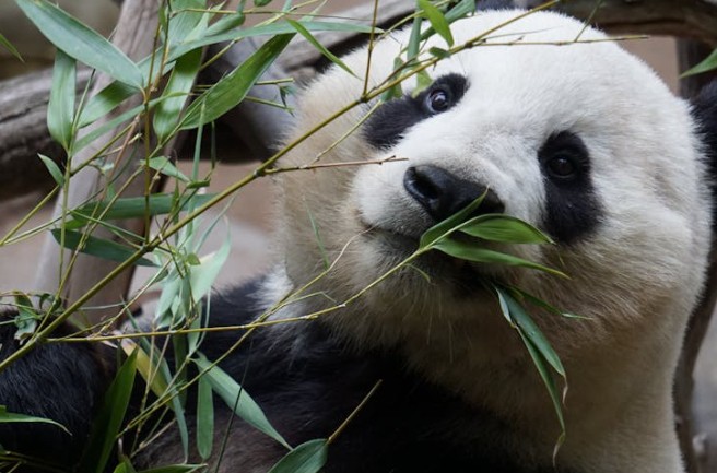 Soñar con pandas : 23 escenarios y significados