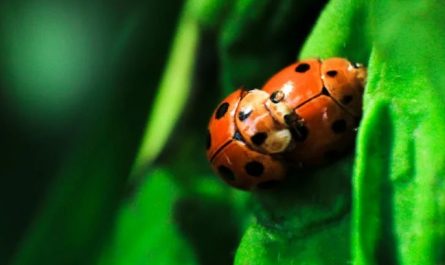 Soñar con escarabajos : 40 escenarios y significados