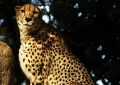 Soñar con una pantera negra : 46 escenarios y significados