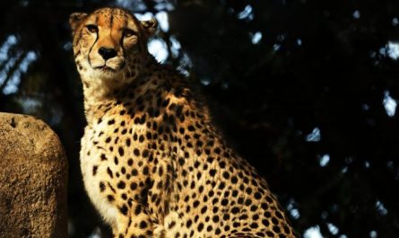 Soñar con una pantera negra : 46 escenarios y significados