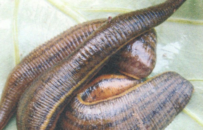 Soñar con sanguijuelas : 30 escenarios y significados