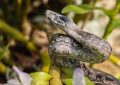 Soñar con Pitón : 65 escenarios y significados