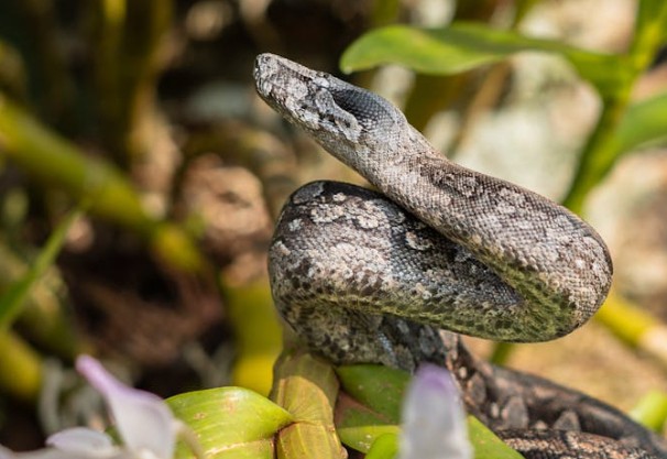 Soñar con Pitón : 65 escenarios y significados