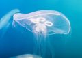 Soñar con medusas : 35 escenarios y significados