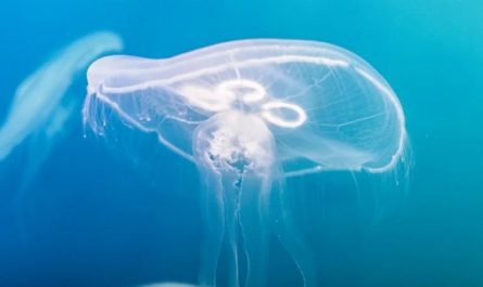 Soñar con medusas : 35 escenarios y significados