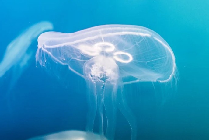Soñar con medusas : 35 escenarios y significados