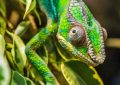 Soñar con camaleones : 30 escenarios y significados
