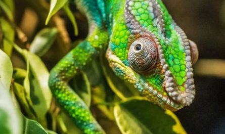 Soñar con camaleones : 30 escenarios y significados