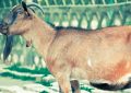 Soñar con cabras : 32 escenarios y significados