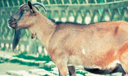 Soñar con cabras : 32 escenarios y significados