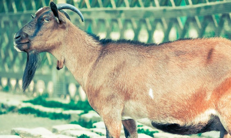 Soñar con cabras : 32 escenarios y significados