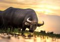 Soñar con toros : 54 escenarios y significados