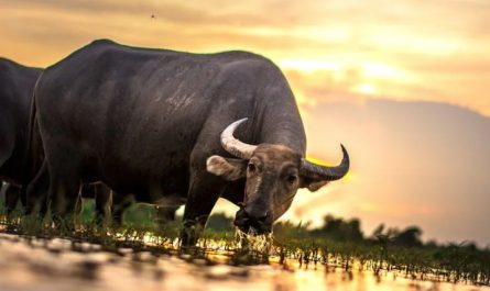 Soñar con toros : 54 escenarios y significados