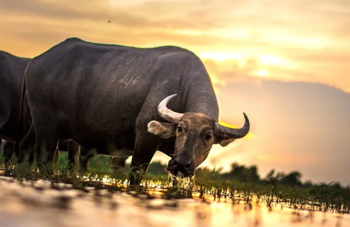 Soñar con toros : 54 escenarios y significados