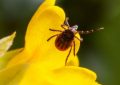 Soñar con garrapatas : 33 escenarios y significados
