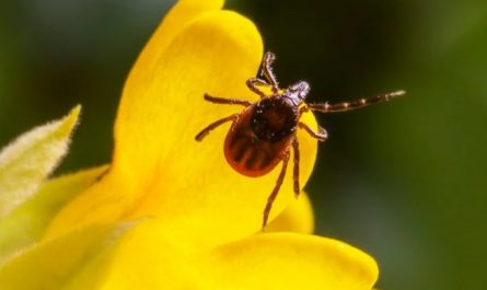 Soñar con garrapatas : 33 escenarios y significados