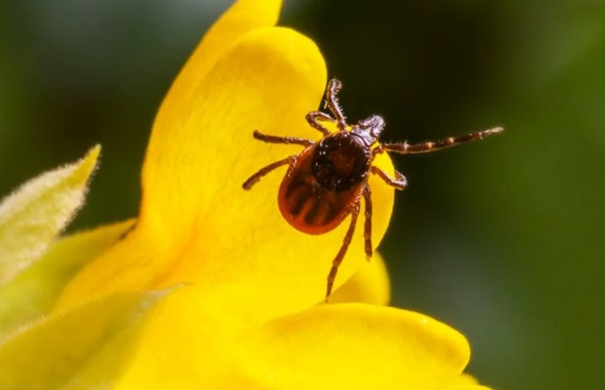 Soñar con garrapatas : 33 escenarios y significados