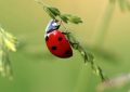 Soñar con mariquitas : 34 escenarios y significados