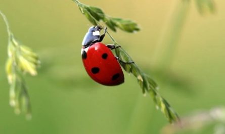 Soñar con mariquitas : 34 escenarios y significados