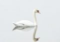 Soñar con cisnes : 57 escenarios y significados