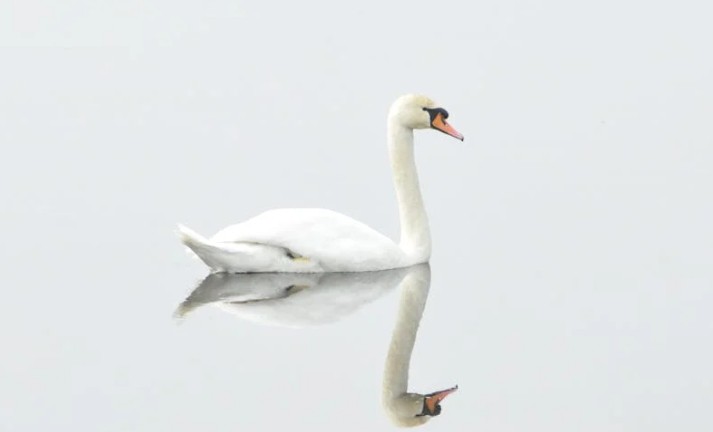 Soñar con cisnes : 57 escenarios y significados