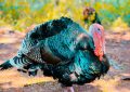 Soñar con pavo : 48 escenarios y significados