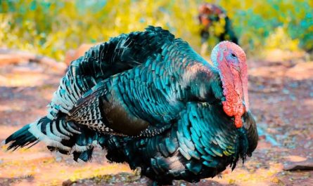 Soñar con pavo : 48 escenarios y significados
