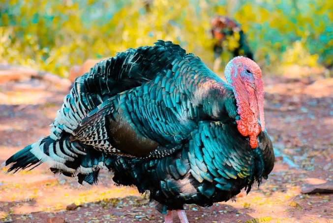Soñar con pavo : 48 escenarios y significados