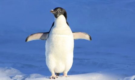 Soñar con pingüinos : 50 escenarios y significados