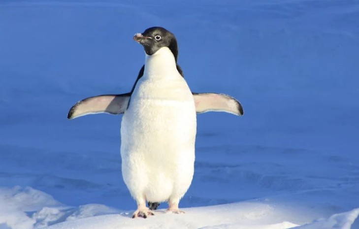 Soñar con pingüinos : 50 escenarios y significados