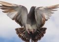 Soñar con palomas : 44 escenarios y significados