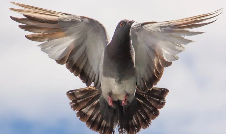 Soñar con palomas : 44 escenarios y significados