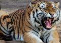 Soñar con tigre blanco : 23 escenarios y significados