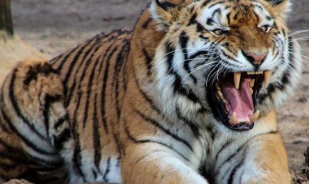 Soñar con tigre blanco : 23 escenarios y significados