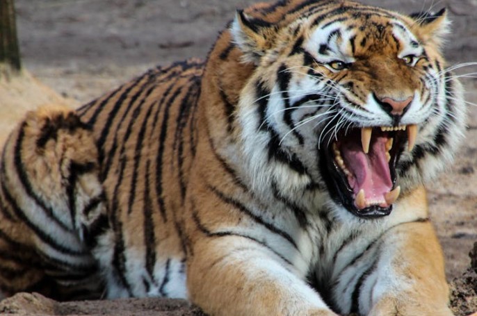 Soñar con tigre blanco : 23 escenarios y significados