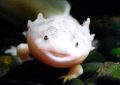 Soñar con salamandra : 55 escenarios y significados