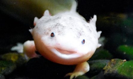 Soñar con salamandra : 55 escenarios y significados