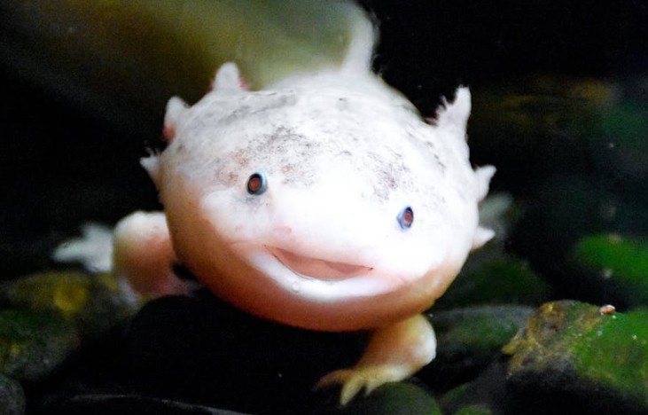 Soñar con salamandra : 55 escenarios y significados