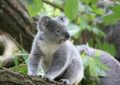 Soñar con koala : 36 escenarios y significados