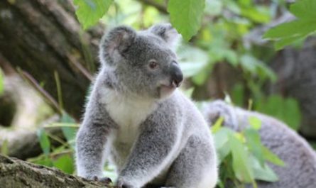 Soñar con koala : 36 escenarios y significados