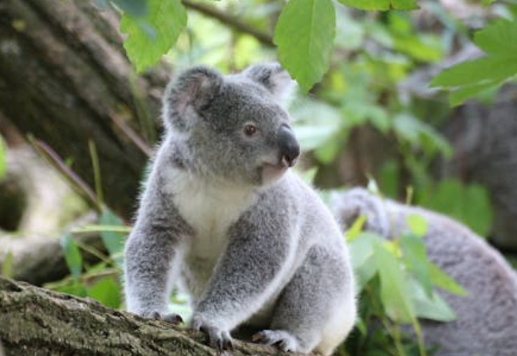 Soñar con koala : 36 escenarios y significados