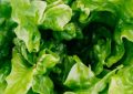 Soñar con lechuga : 28 escenarios y significados