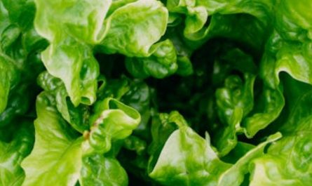 Soñar con lechuga : 28 escenarios y significados
