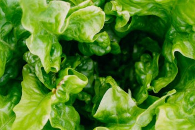 Soñar con lechuga : 28 escenarios y significados